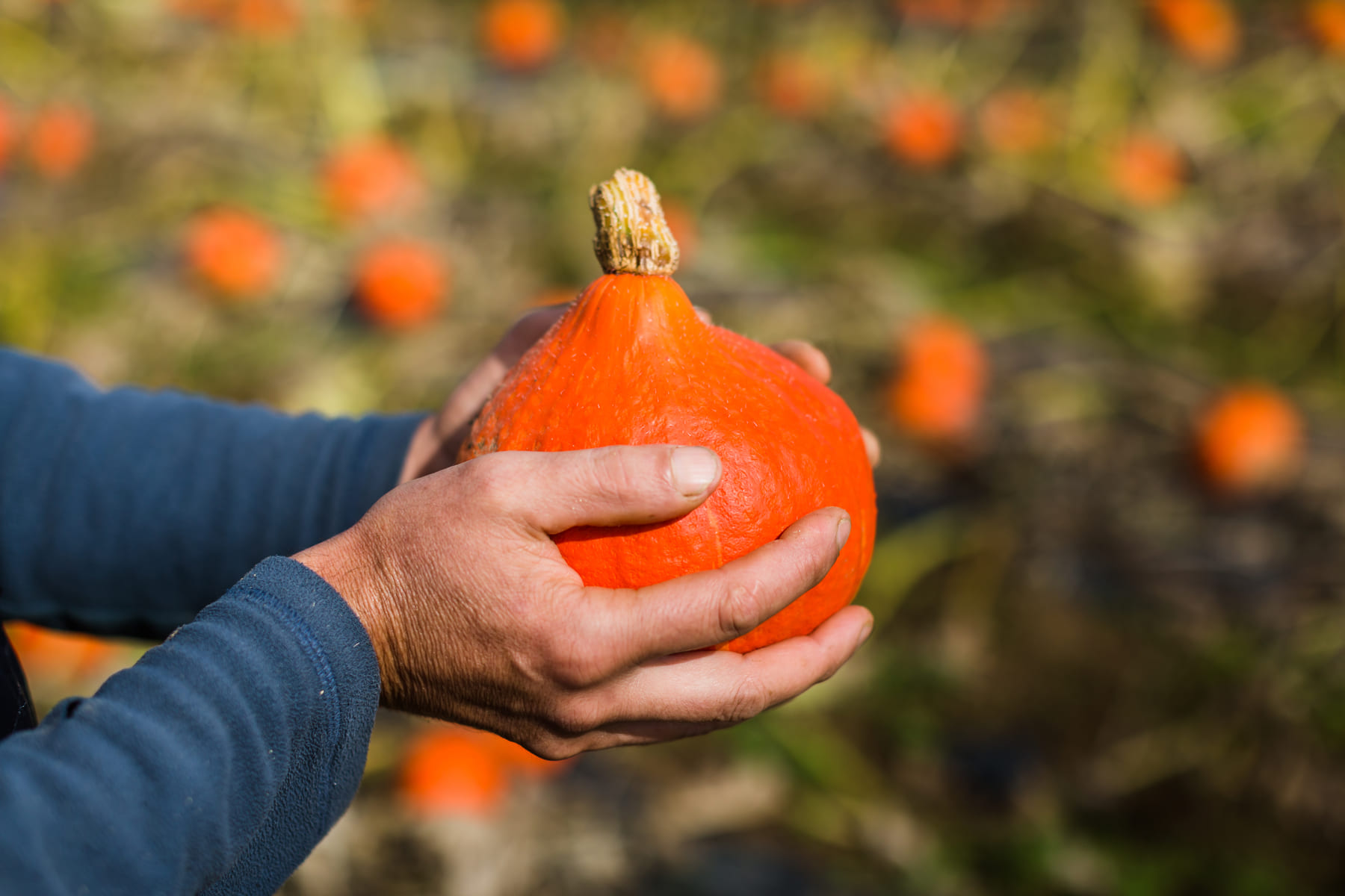 Un agriculteur tiens un potimarron