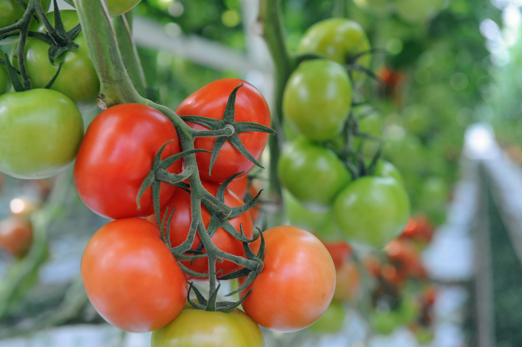 tomates en grappes