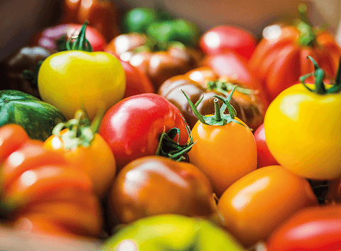 récolte de tomates
