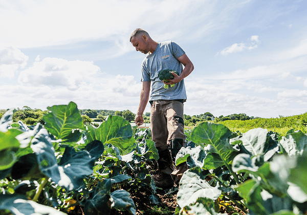 Un agriculteur dans son champ à la Sica